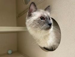 Shelter Stray Male Cat last seen Near BLOCK W BAYAUD AVE, DENVER CO 80223, 1241 W Bayaud Ave, Denver, CO 80223, USA