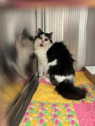 Shelter Stray Female Cat last seen Near, 5001 E Raymond St, Indianapolis, IN 46203, USA