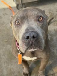 Shelter Stray Male Dog last seen , 1850 W 60th St, Los Angeles, CA 90047, USA