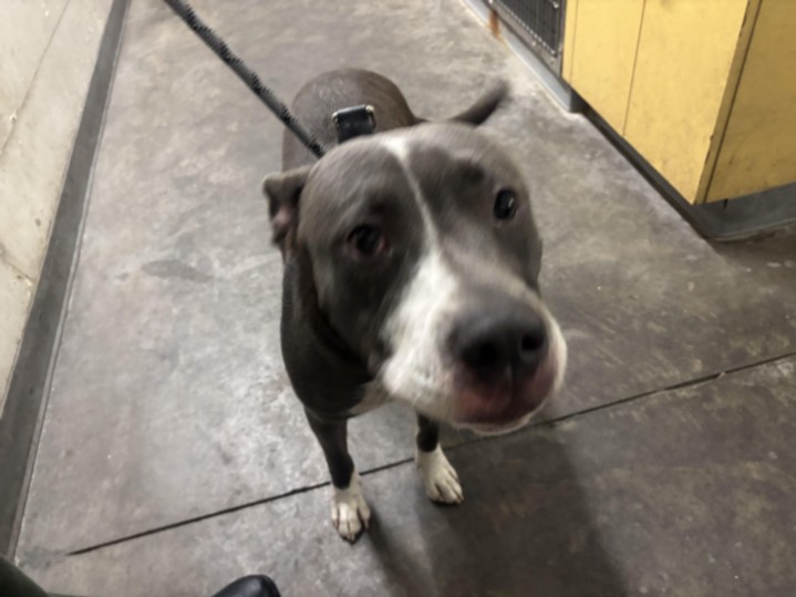 Shelter Stray Female Dog last seen , 1850 W 60th St, Los Angeles, CA 90047, USA