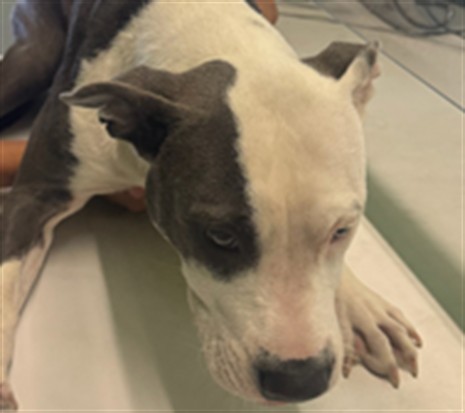Shelter Stray Female Dog last seen , 1850 W 60th St, Los Angeles, CA 90047, USA