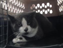 Shelter Stray Male Cat last seen Near BLOCK DUCK POND RD, LINDEN NC 28356, 4704 Corporation Dr, Fayetteville, NC 28306, USA