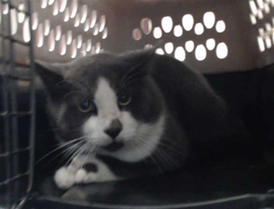 Shelter Stray Male Cat last seen Near BLOCK DUCK POND RD, LINDEN NC 28356, 4704 Corporation Dr, Fayetteville, NC 28306, USA