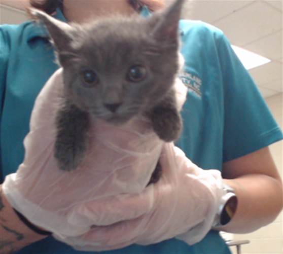 Shelter Stray Female Cat last seen , 4704 Corporation Dr, Fayetteville, NC 28306, USA