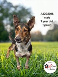 Shelter Stray Male Dog last seen , 3201 Lacy St, Los Angeles, CA 90031, USA