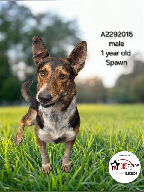 Shelter Stray Male Dog last seen , 3201 Lacy St, Los Angeles, CA 90031, USA
