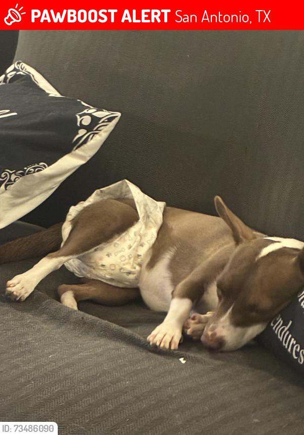 Lost Female Dog last seen Military, San Antonio, TX 78227