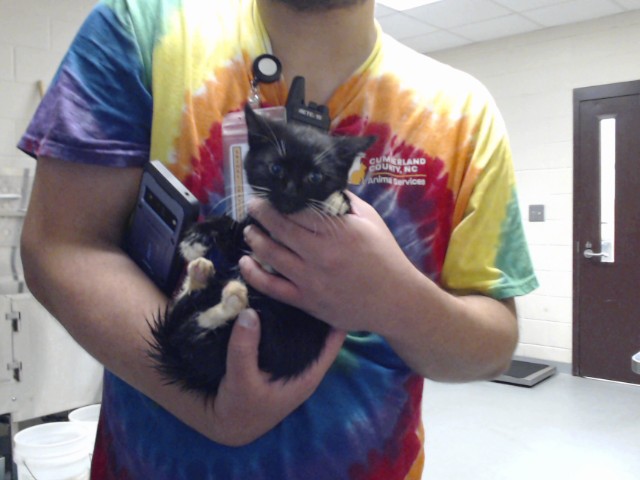Shelter Stray Male Cat last seen , 4704 Corporation Dr, Fayetteville, NC 28306, USA