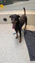 Shelter Stray Male Dog last seen , 3201 Lacy St, Los Angeles, CA 90031, USA