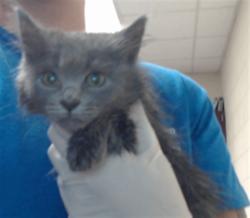 Shelter Stray Female Cat last seen , 4704 Corporation Dr, Fayetteville, NC 28306, USA