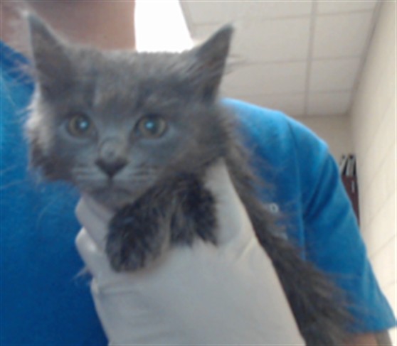 Shelter Stray Female Cat last seen , 4704 Corporation Dr, Fayetteville, NC 28306, USA