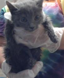 Shelter Stray Female Cat last seen , 4704 Corporation Dr, Fayetteville, NC 28306, USA