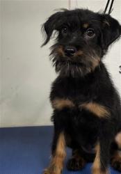 Shelter Stray Female Dog last seen , 3201 Lacy St, Los Angeles, CA 90031, USA
