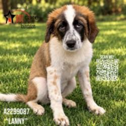 Shelter Stray Female Dog last seen , 3201 Lacy St, Los Angeles, CA 90031, USA