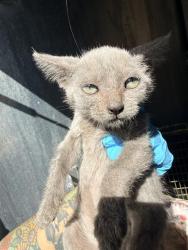 Shelter Stray Female Cat last seen Near BLOCK E DREXEL, 4710 TX-151, San Antonio, TX 78227, USA