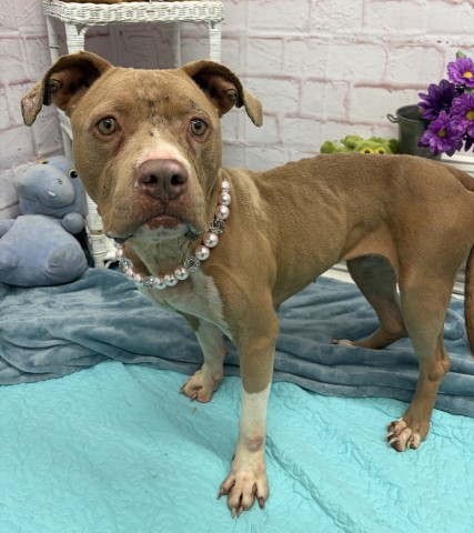 Shelter Stray Female Dog last seen Near BLOCK RYAN RD, DETROIT MI 48234, 1431 E Ferry St, Detroit, MI 48211, USA