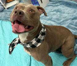 Shelter Stray Male Dog last seen Near BLOCK MAJESTIC ST, DETROIT MI 48210, 1431 E Ferry St, Detroit, MI 48211, USA