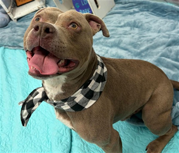 Shelter Stray Male Dog last seen Near BLOCK MAJESTIC ST, DETROIT MI 48210, 1431 E Ferry St, Detroit, MI 48211, USA