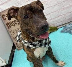 Shelter Stray Male Dog last seen Near BLOCK E 7 MILE RD, DETROIT MI 48203, 1431 E Ferry St, Detroit, MI 48211, USA