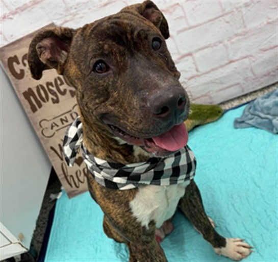 Shelter Stray Male Dog last seen Near BLOCK E 7 MILE RD, DETROIT MI 48203, 1431 E Ferry St, Detroit, MI 48211, USA
