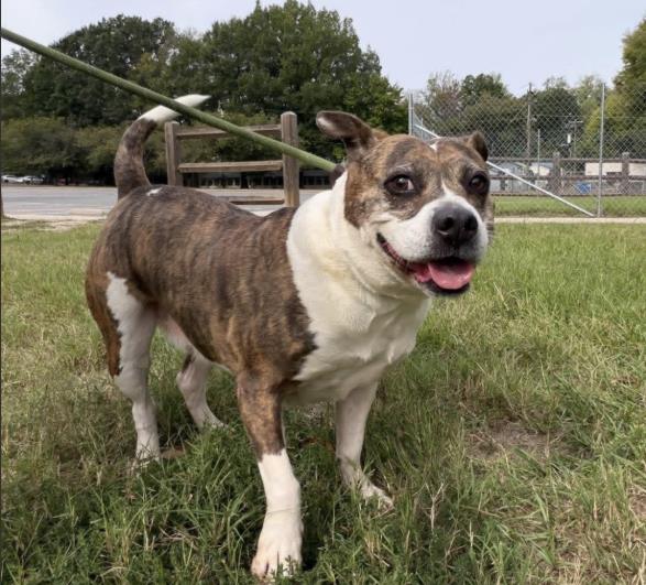 Shelter Stray Female Dog last seen CHARLOTTE, 8315 Byrum Dr, Charlotte, NC 28217, USA