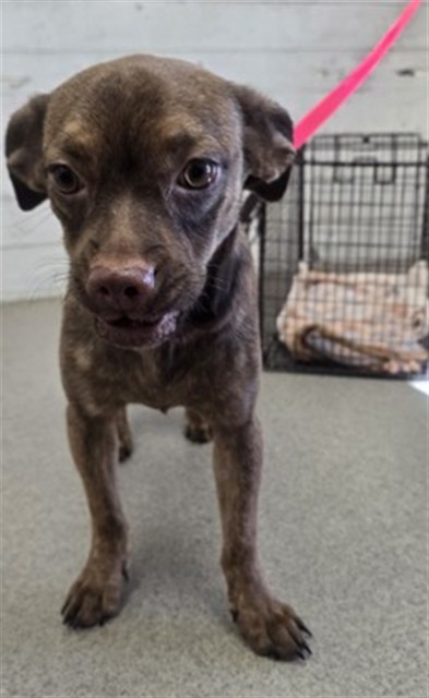 Shelter Stray Female Dog last seen MT VERNON AND BASELINE, 333 Chandler Pl, San Bernardino, CA 92408, USA