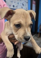 Shelter Stray Male Dog last seen COFFEE/ STOCKDALE, 201 S Mt Vernon Ave, Bakersfield, CA 93307, USA