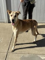 Shelter Stray Male Dog last seen Near BLOCK TAYLOR BLVD, 3528 Newburg Rd, Louisville, KY 40218, USA