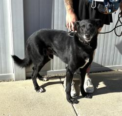 Shelter Stray Male Dog last seen Near BLOCK UNSELD BLVD, 3528 Newburg Rd, Louisville, KY 40218, USA