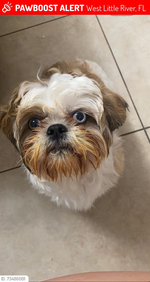 Lost Male Dog last seen NW 10th Ave, West Little River, FL 33150