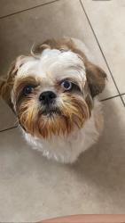 Lost Male Dog last seen NW 10th Ave, West Little River, FL 33150