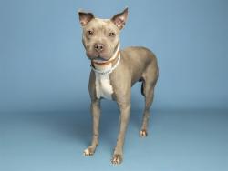 Shelter Stray Female Dog last seen UNKNOWN, 5501 E Van Buren St, Phoenix, AZ 85008, USA