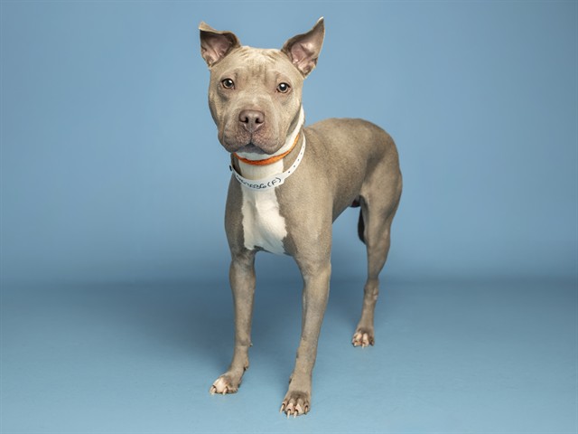 Shelter Stray Female Dog last seen UNKNOWN, 5501 E Van Buren St, Phoenix, AZ 85008, USA