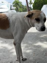 Shelter Stray Female Dog last seen Near BLOCK NW 81ST ST, 3599 NW 79th Ave, Doral, FL 33122, USA