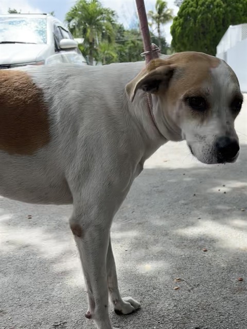 Shelter Stray Female Dog last seen Near BLOCK NW 81ST ST, 3599 NW 79th Ave, Doral, FL 33122, USA