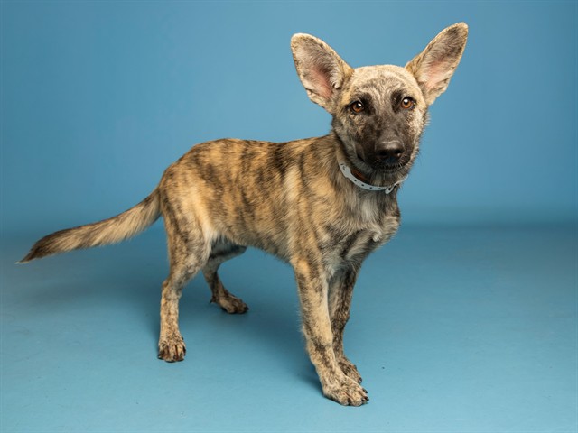 Shelter Stray Female Dog last seen W ENCANTO BLVD & N 91ST AVE, 5501 E Van Buren St, Phoenix, AZ 85008, USA