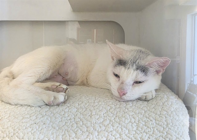 Shelter Stray Female Cat last seen Near BLOCK ST NW 52 AVE, 3599 NW 79th Ave, Doral, FL 33122, USA
