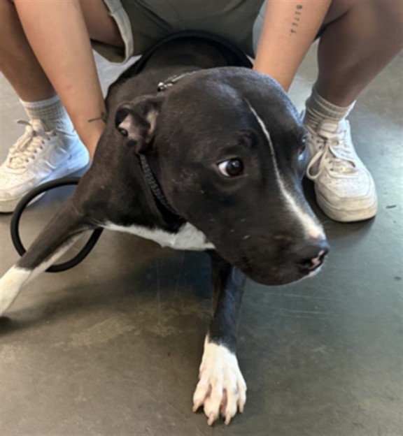 Shelter Stray Male Dog last seen , West Valley Animal Shelter, 20655 Plummer St, Chatsworth, CA 91311, USA