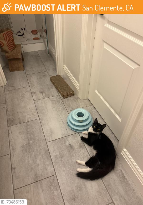 Found/Stray Female Cat last seen Ola vista San Clemente, San Clemente, CA 92672