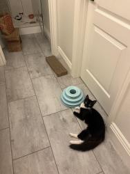 Found/Stray Female Cat last seen Ola vista San Clemente, San Clemente, CA 92672