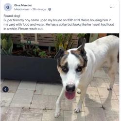 Reunited Male Dog last seen 15th St N Meadowlawn, St. Petersburg, FL 33702