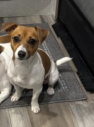 Lost Female Dog last seen Pollack and Lynn rd, Evansville, IN 47715