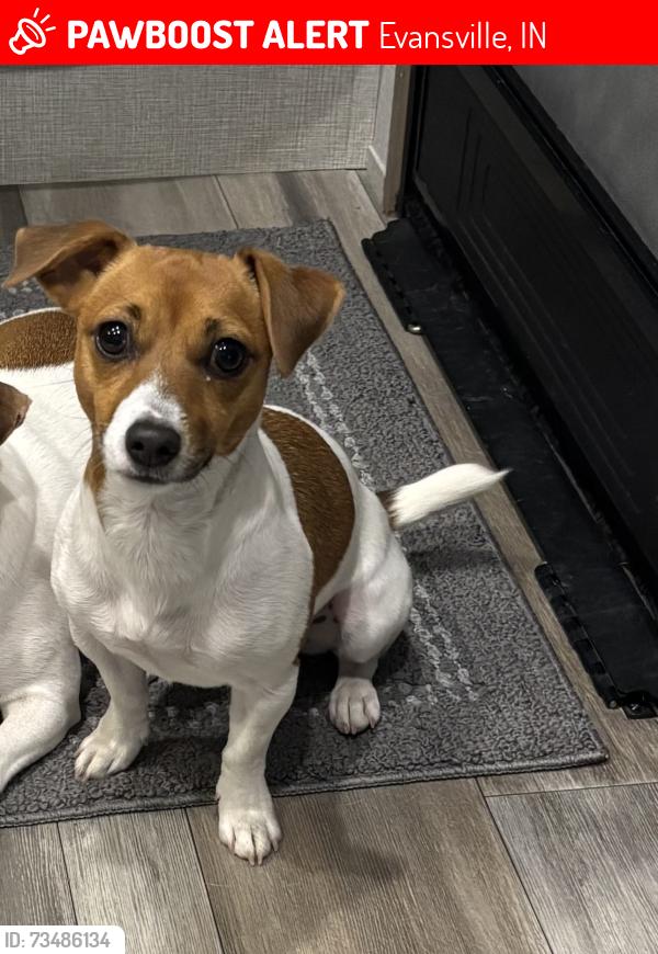 Lost Female Dog last seen Pollack and Lynn rd, Evansville, IN 47715