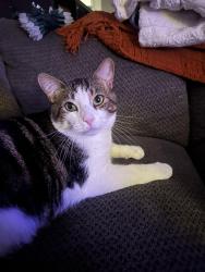 Found/Stray Unknown Cat last seen Mission, Oceanside, CA 92056