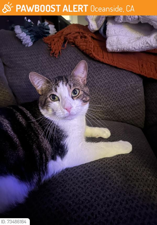 Found/Stray Unknown Cat last seen Mission, Oceanside, CA 92056