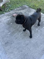 Found/Stray Male Dog last seen In The Salvation Army backyard (7920 Cook Road), Houston, TX 77072