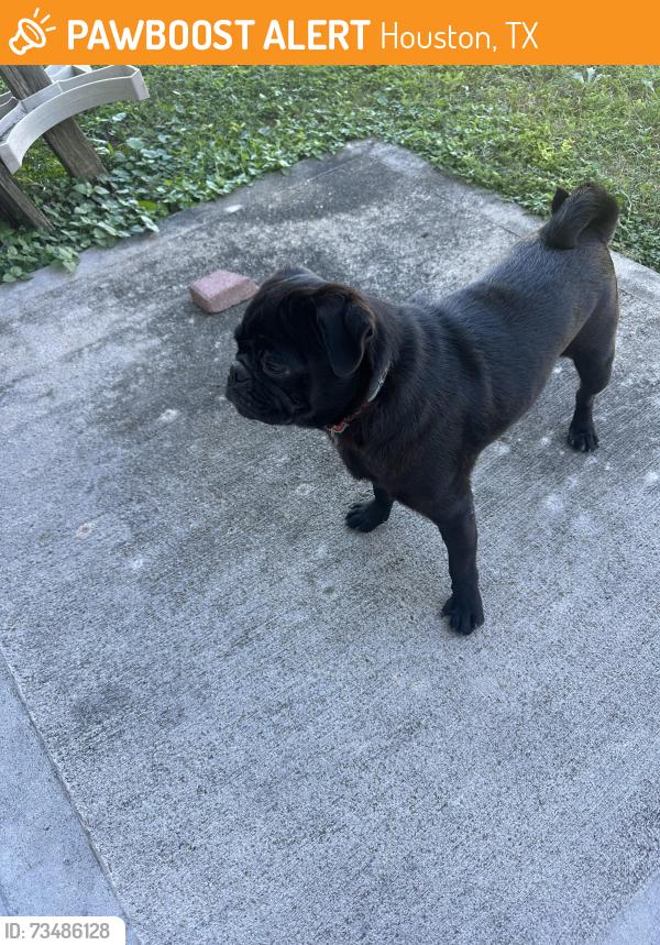 Found/Stray Male Dog last seen In The Salvation Army backyard (7920 Cook Road), Houston, TX 77072