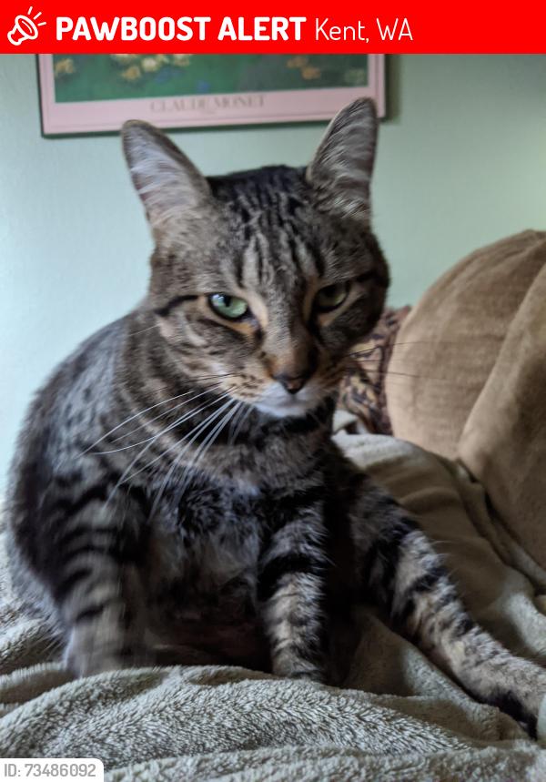 Lost Male Cat last seen SE 256th St and 146th Ave SE by the Soos Creek Trail, Kent/Covington border, Kent, WA 98042