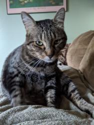 Lost Male Cat last seen SE 256th St and 146th Ave SE by the Soos Creek Trail, Kent/Covington border, Kent, WA 98042