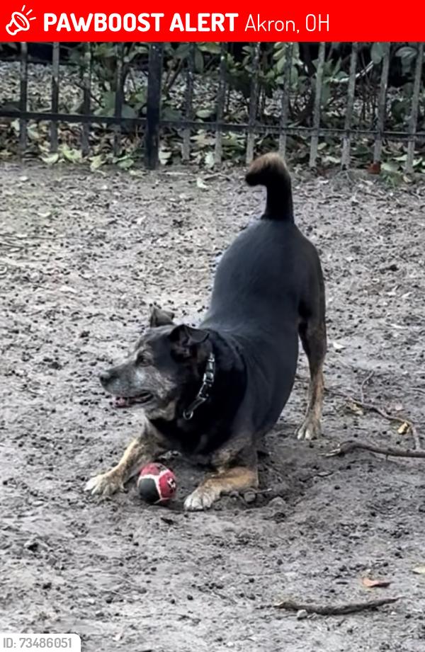 Lost Male Dog last seen Cliffside Dr and N Hawkins, Akron, OH 44313